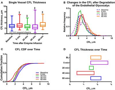 Implications Enzymatic Degradation of the Endothelial Glycocalyx on the Microvascular Hemodynamics and the Arteriolar Red Cell Free Layer of the Rat Cremaster Muscle